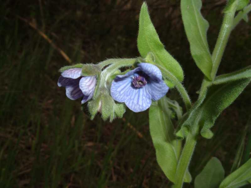 Cynoglossum creticum